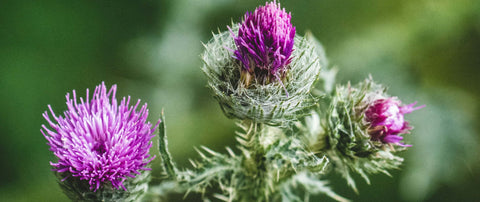 Superfood Mariendistel: Ein natürlicher Helfer