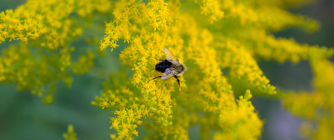 Allergie-Saison: Was kann ich machen?